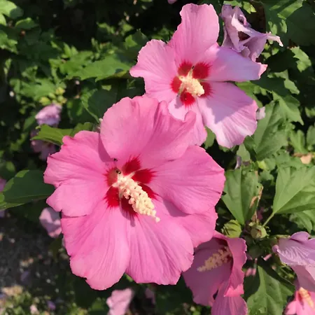 Casa Realba * Brissago