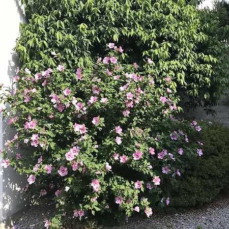 Casa Realba Apartment Brissago