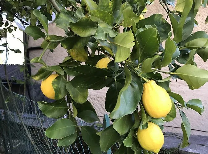 Apartament Casa Realba *