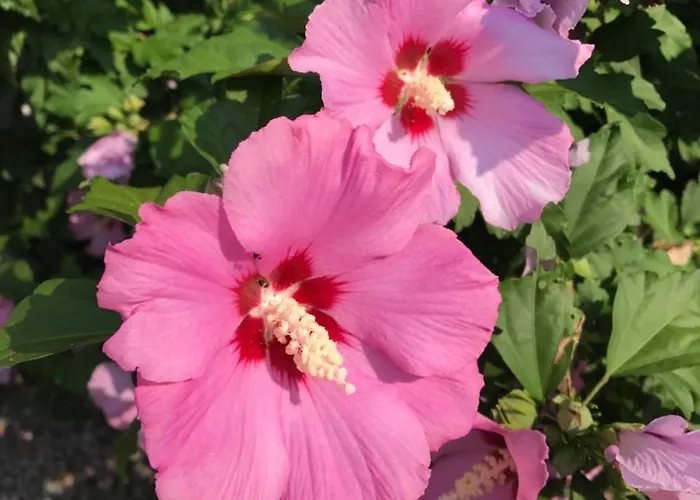 Casa Realba * Brissago